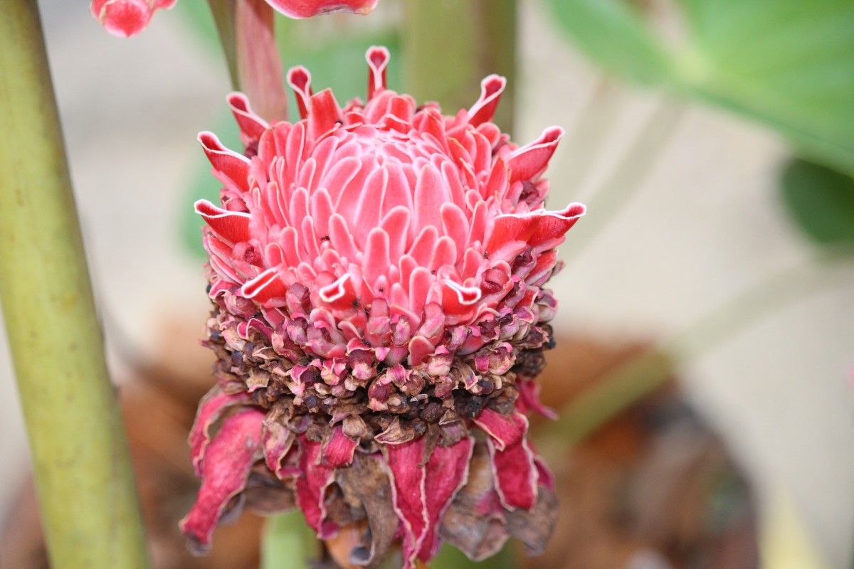 Etlingera elatior (Jack) R.M.Sm.